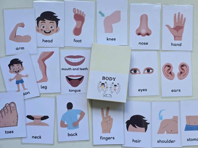 Body parts - laminētas kartītes